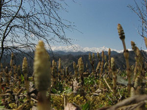 春、つくしと北アルプス