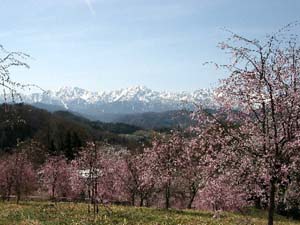 小川村の桜