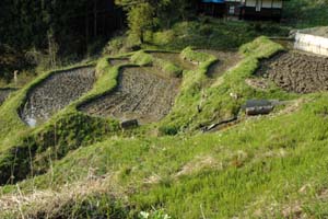 小川村の棚田