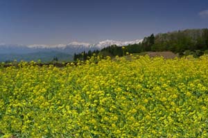 菜の花と北アルプス